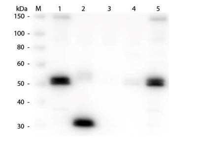 Western Blot: Goat anti-Rat IgG Fc Secondary Antibody [NBP2-62582]